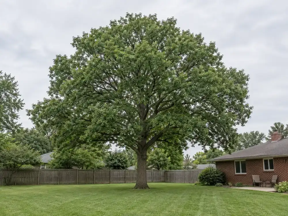 Broad oak canopy above a mowed backyard beside a red brick ranch house
