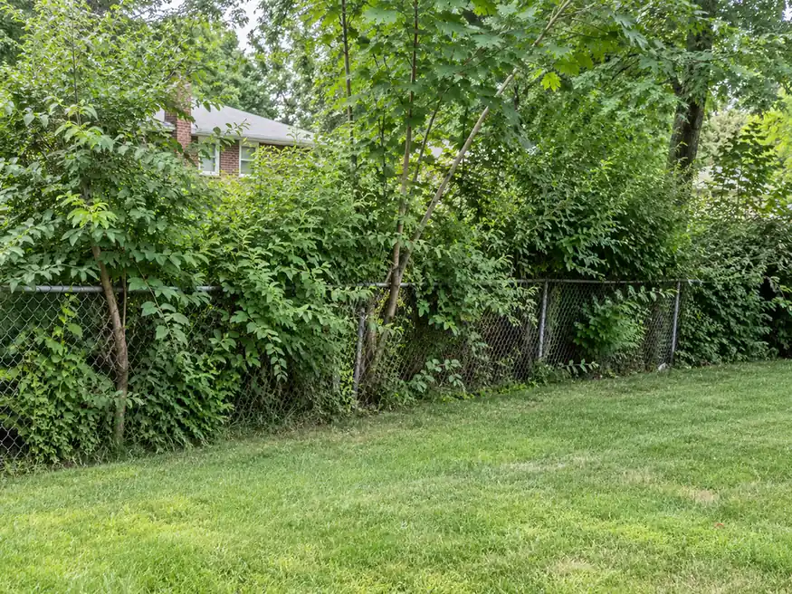 Dense shrubs and young trees growing through a backyard chain-link fence