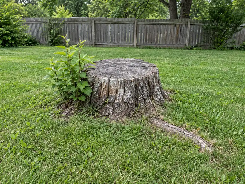 Weathered lawn stump with small green sprouts and a thick surface root