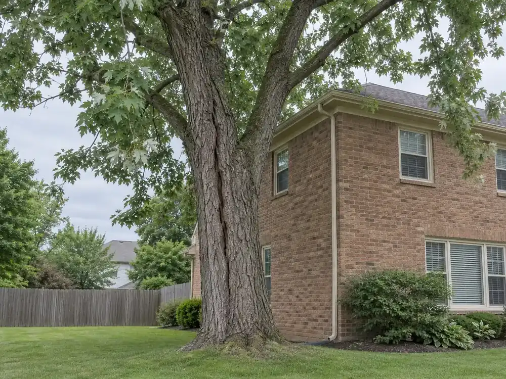 Cracked silver maple trunk close to a brick house with limbs over the roof