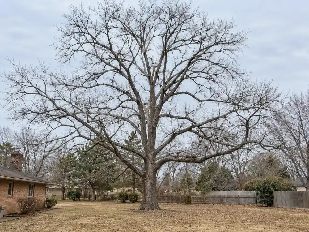 Large bare winter tree above a brown lawn and wood fence behind a brick ranch house
