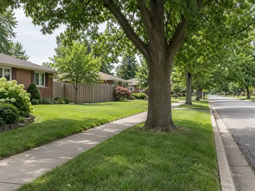 Mature street tree between a sidewalk and curb, with brick homes and a boundary fence behind