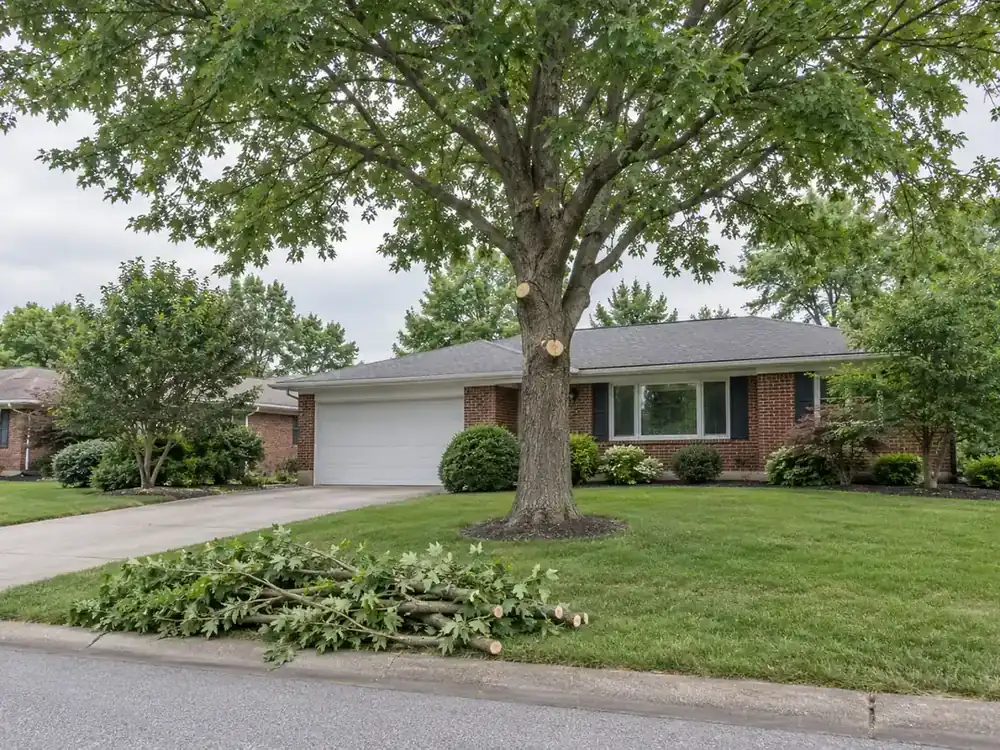 Freshly trimmed shade tree in a front yard with cut branches piled at the curb