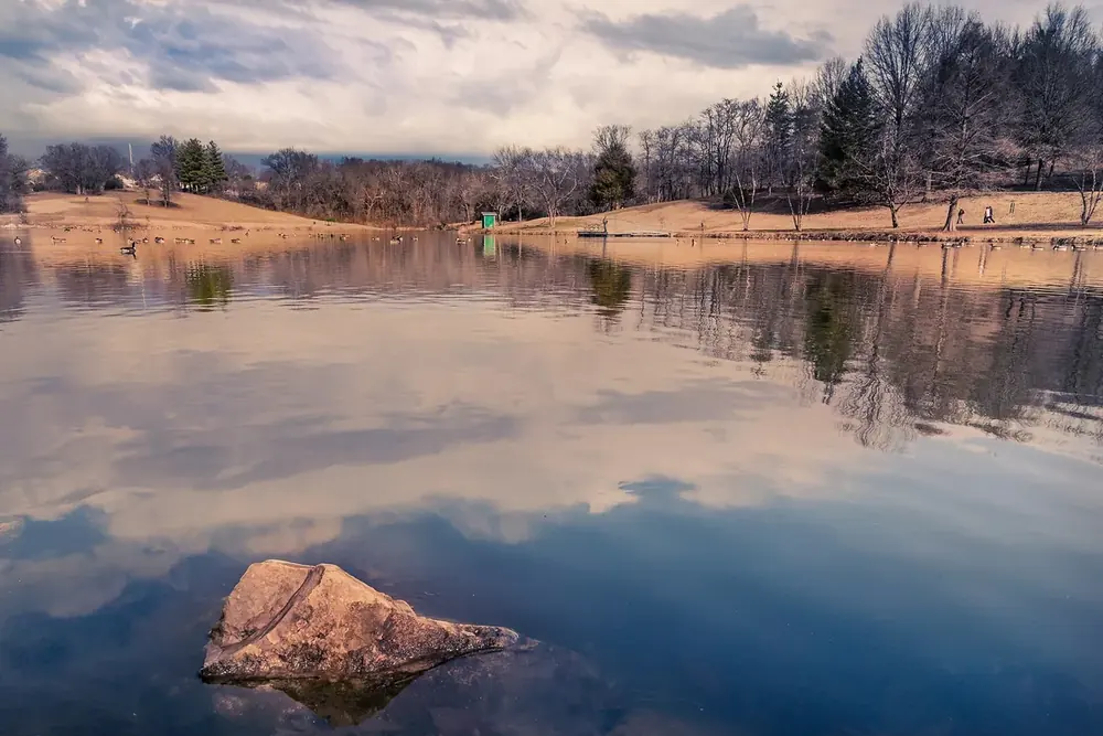 Geese on a calm lake with bare trees and rolling park lawn in Oakville, Missouri